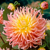 Summer Bulbs - Oranges & Lemons