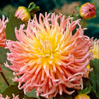 Summer Bulbs - Oranges & Lemons