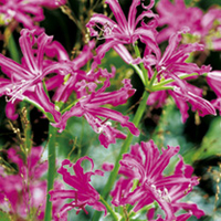 Summer Bulbs - Pretty in Pink