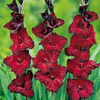 Summer Bulbs - Ruby Reds
