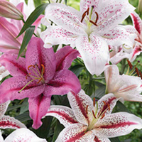 Summer Cut Flower Collection - Get FREE Sweet Pea Seed Pack