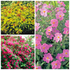 Summer Flowering Shrub Collection
