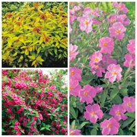 Summer Flowering Shrub Collection