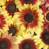 Sunflower Magic Roundabout F1 Seeds