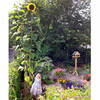 Sunflower Plants - Giraffe