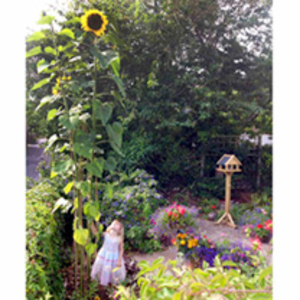 Sunflower Plants - Giraffe