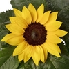 Sunflower Plants - Sunsation Yellow