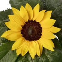 Sunflower Plants - Sunsation Yellow