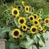 Sunflower Plants - Waooh