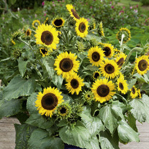 Sunflower Plants - Waooh