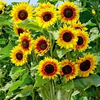 Sunflower Seeds - Solar Power F1