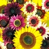 Sunflower Seeds - Summer Long Mixed
