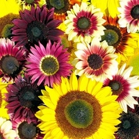Sunflower Seeds - Summer Long Mixed