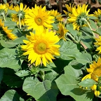 Sunflower Seeds - Suntastic F1 (Yellow-centred)