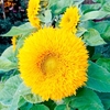 Sunflower Seeds - Teddy Bear