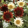Sunflower Seeds - Total Eclipse