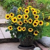 SunflowerPlant - SunBelievable Brown Eyed Girl