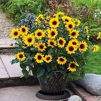 SunflowerPlant - SunBelievable Brown Eyed Girl