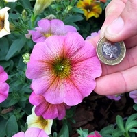 Super Petunia (Beautical) Plants - Sunray Pink