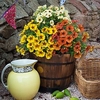 Super Petunia Plants