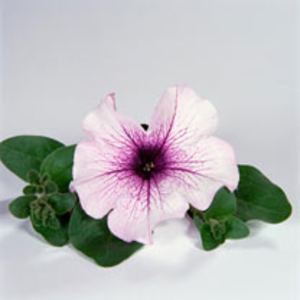 Surfinia Petunia Plants - Purple Vein