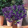 Surfinia Plant - Large-flowered Deep Blue