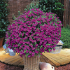 Surfinia Plant - Large-flowered Pink