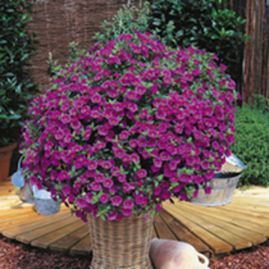 Surfinia Plant - Large-flowered Pink