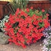 Surfinia Plant - Large-flowered Red