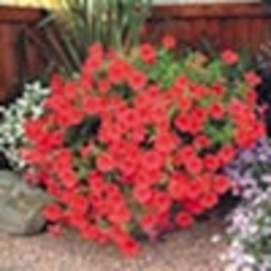 Surfinia Plant - Large-flowered Red