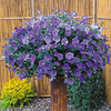 Surfinia Plant - Large-flowered Sky Blue