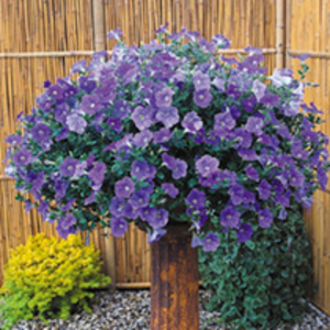 Surfinia Plant - Large-flowered Sky Blue