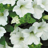 Surfinia Plant - Large-flowered Vanilla