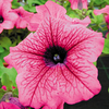 Surfinia Plants - Hot Pink