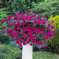 Surfinia Plants - Purple