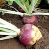 Swede Plants - F1 Tweed