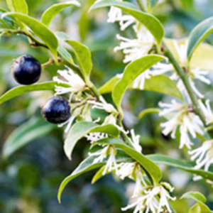 Sweet Box Plant