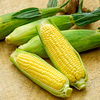 Sweet Corn - F1 Mirai Picnic