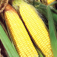 Sweet Corn Plants - F1 Sundance