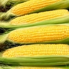 Sweet Corn Plants - Moonshine
