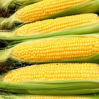 Sweet Corn Plants - Moonshine