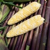 Sweet Corn Plants - Picasso