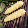 Sweet Corn Plants - Picasso