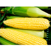 Sweet Corn Plants - Vanilla Sweet