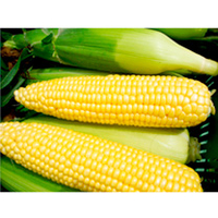 Sweet Corn Plants - Vanilla Sweet