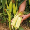 Sweet Corn Seeds - Earlibird F1