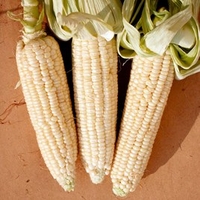Sweet Corn Seeds - Stowell