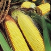 Sweet Corn Seeds - Sundance F1