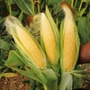 Sweet Corn Seeds - Sweetie Pie F1