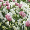 Sweet Dreams Bulb Mix